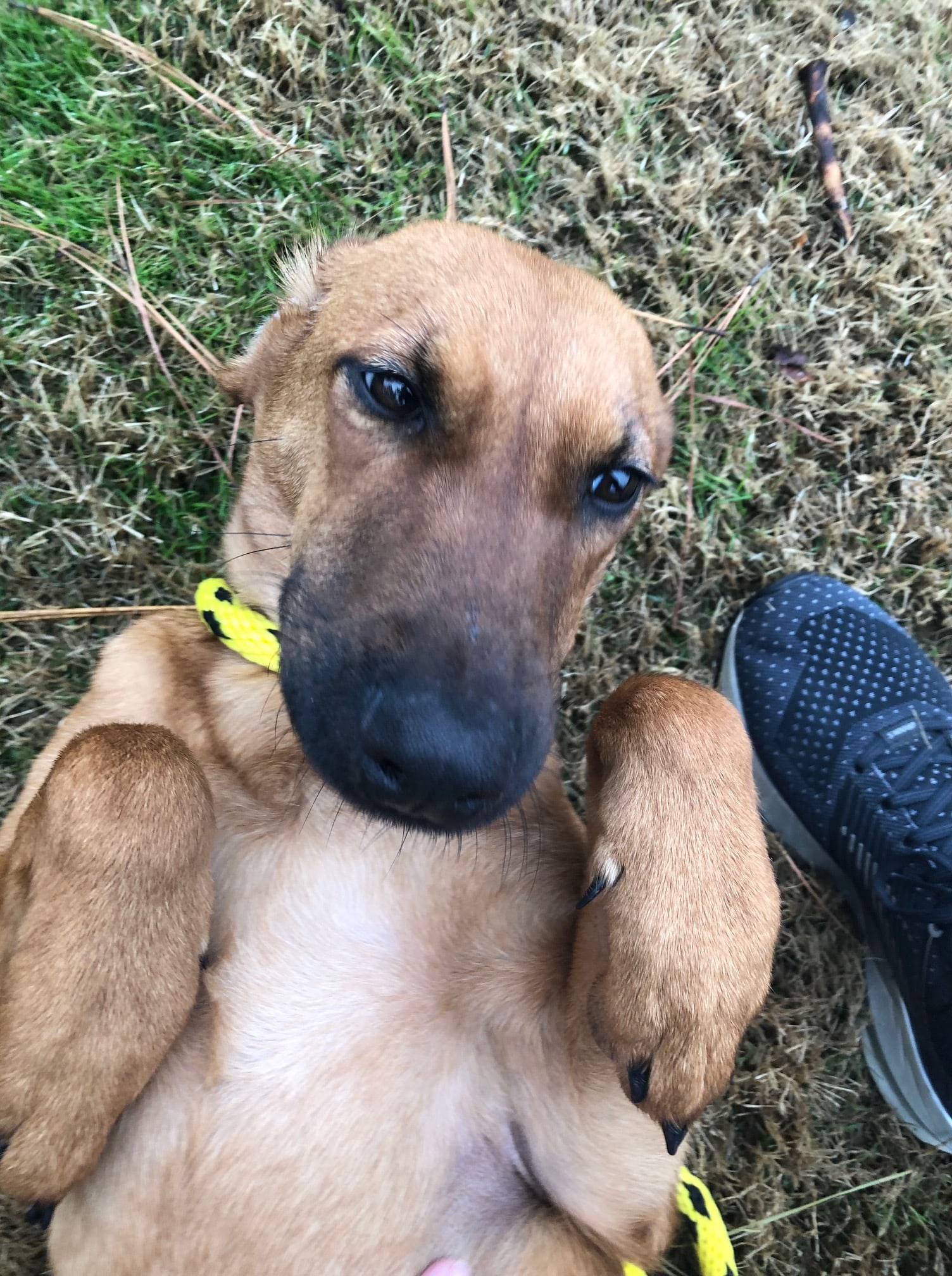 a dog lying on the grass